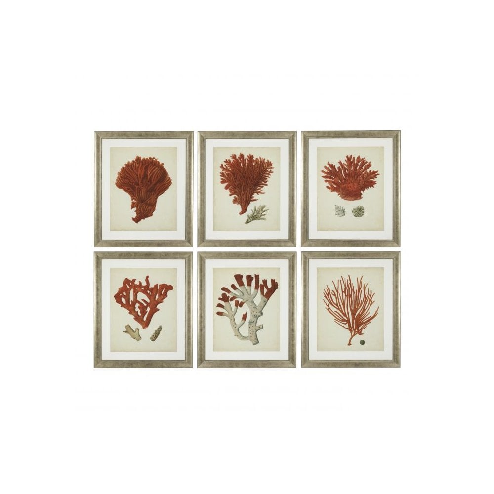 Prints Antique red corals set of 6, Antique Silver Frame, Clear Glass