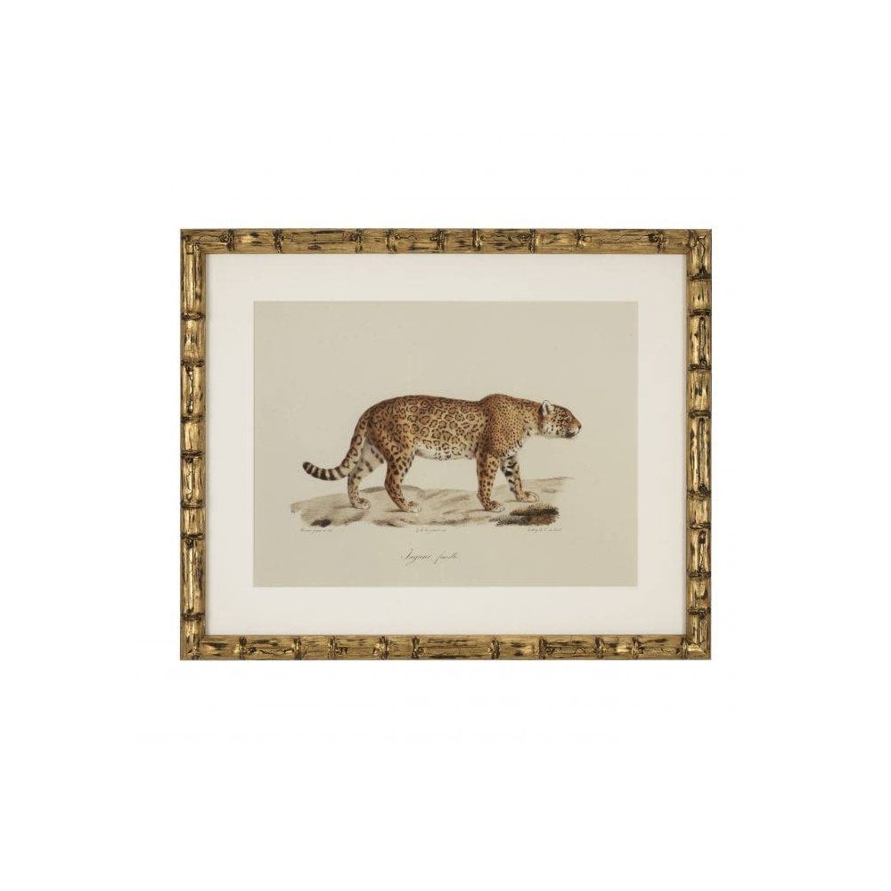 Prints Lion, Tigre, Jaguar set of 6, Antique Gold Bamboo Look Frame, Clear Glass